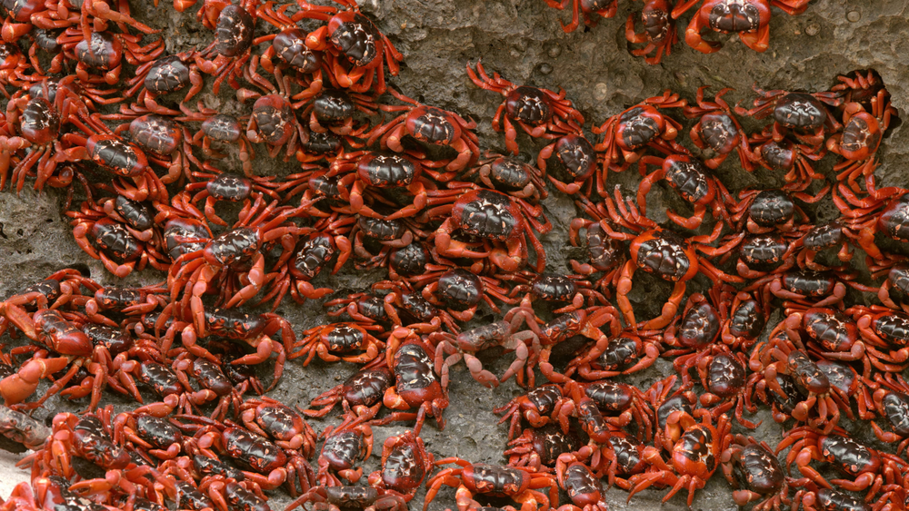 Red Crabs, Christmas Island