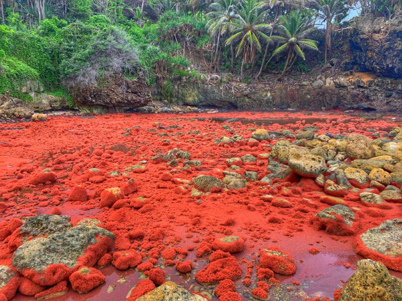 A blanket of baby crabs, Christmas Island