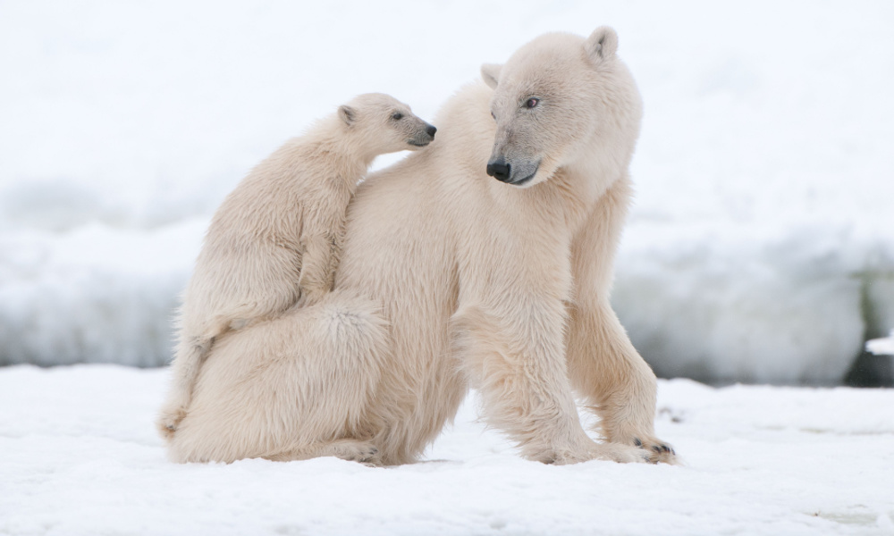 Where to Admire Polar Bears in the Wild - Getting There
